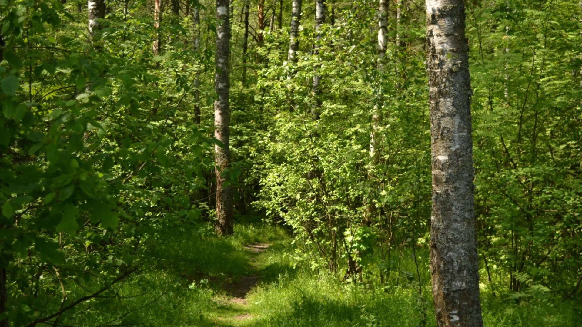 Тропинка в лесу