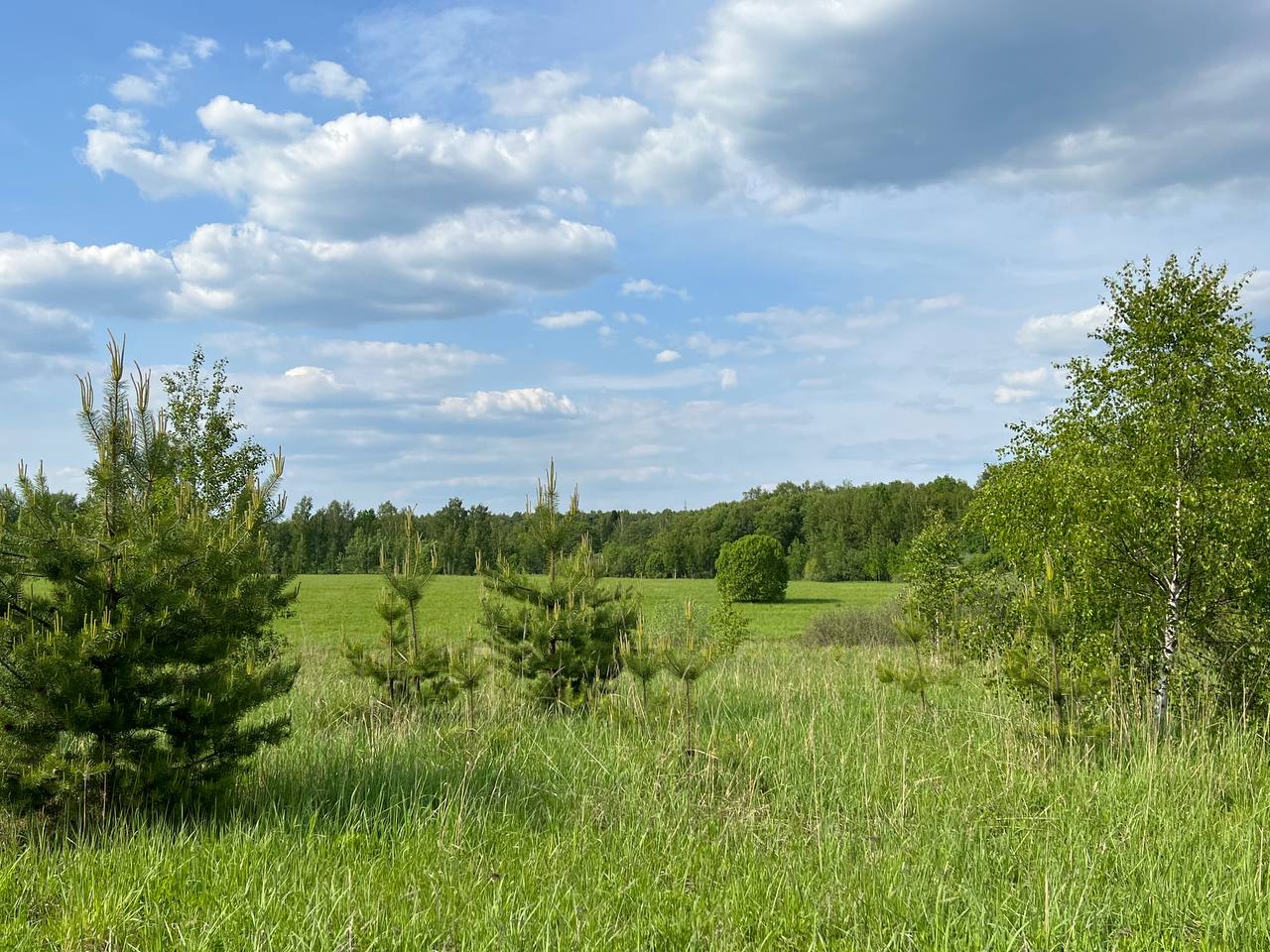 Лес у коттеджного поселка