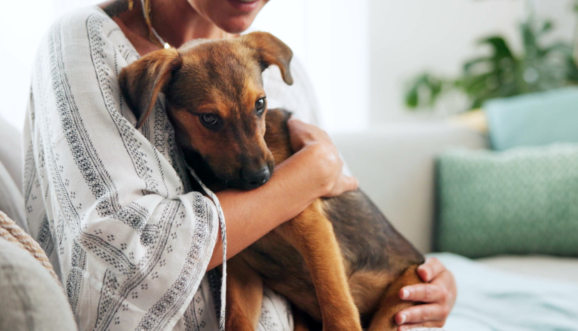 Pet-friendly ЖК Москвы: ТОП-10 лучших новостроек для комфортной жизни с животными