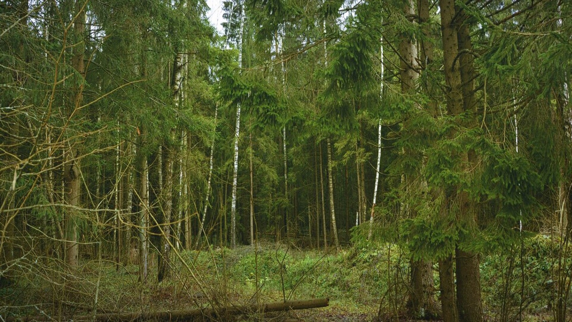 Прогулочная зона