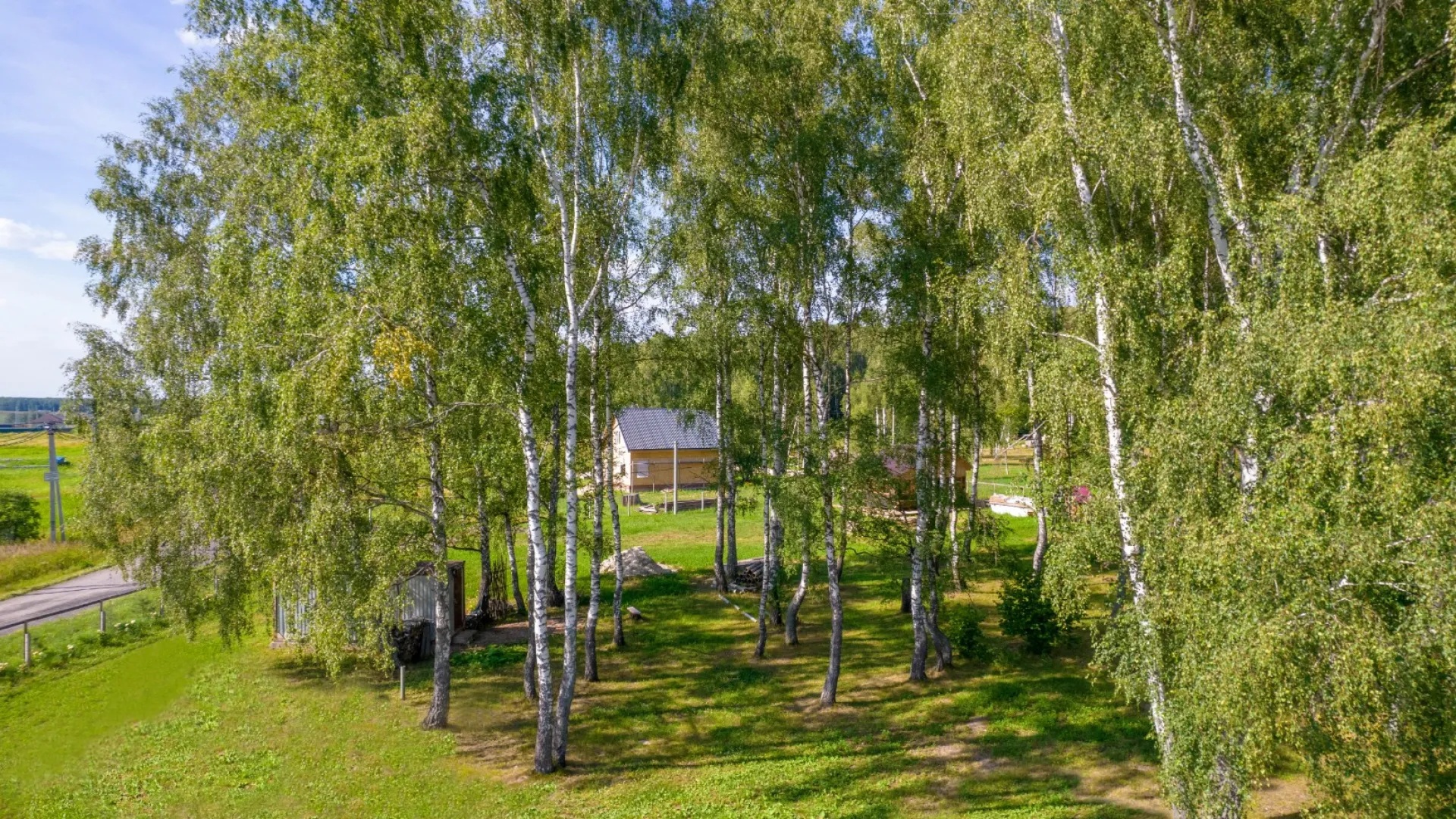 Березовая роща