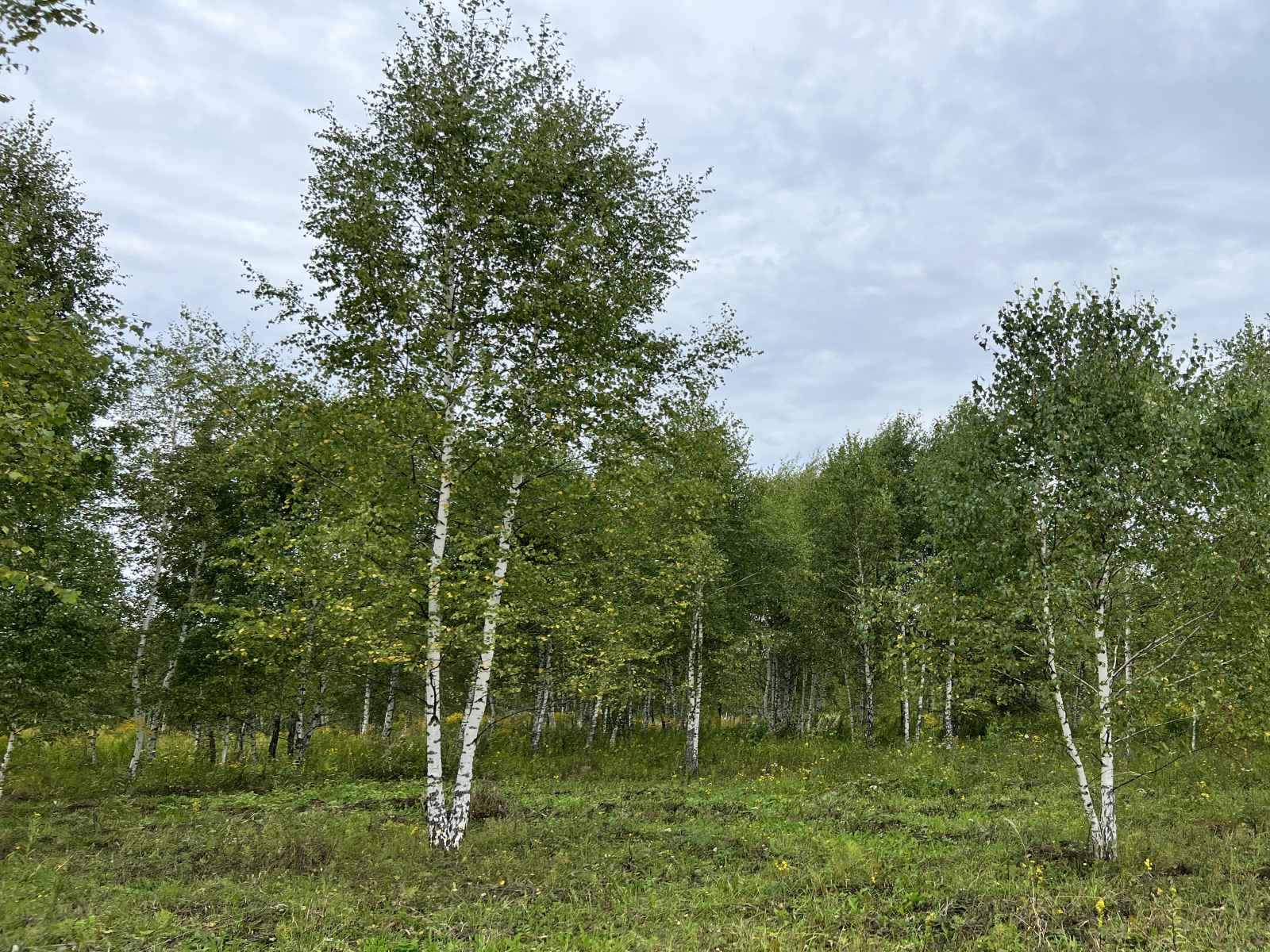 Участок №46a в поселке «Lakeside Residence»
