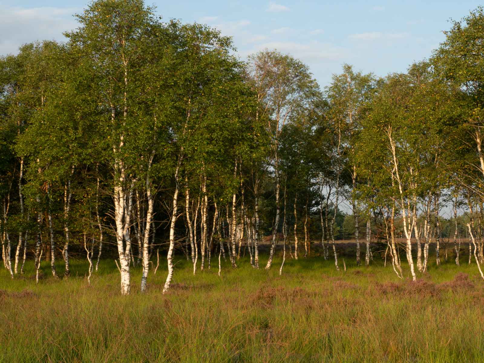 Участок №88 в поселке «Lakeside Residence»