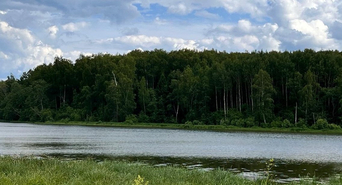 Лес у воды