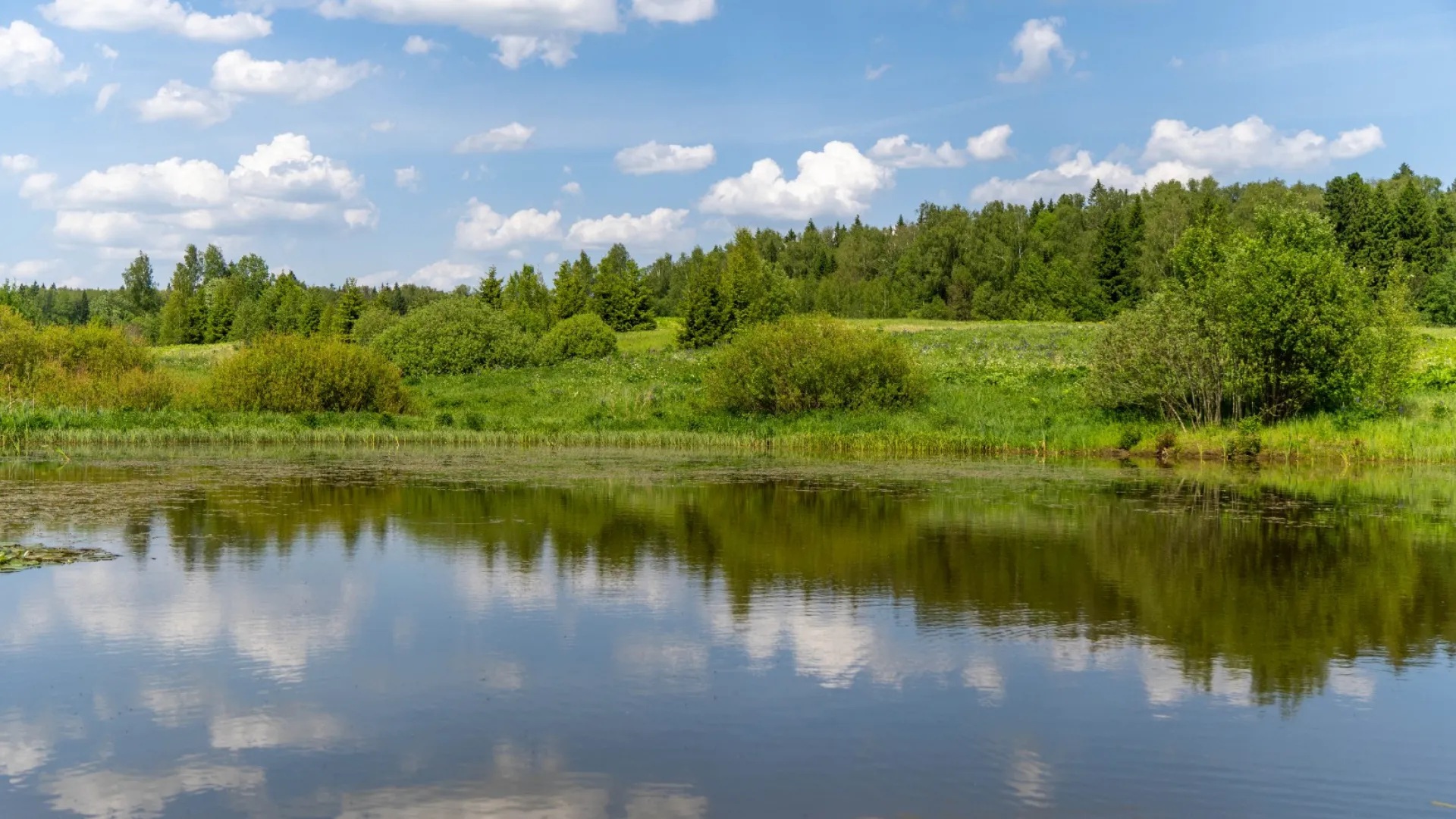 Пруд с рыбой