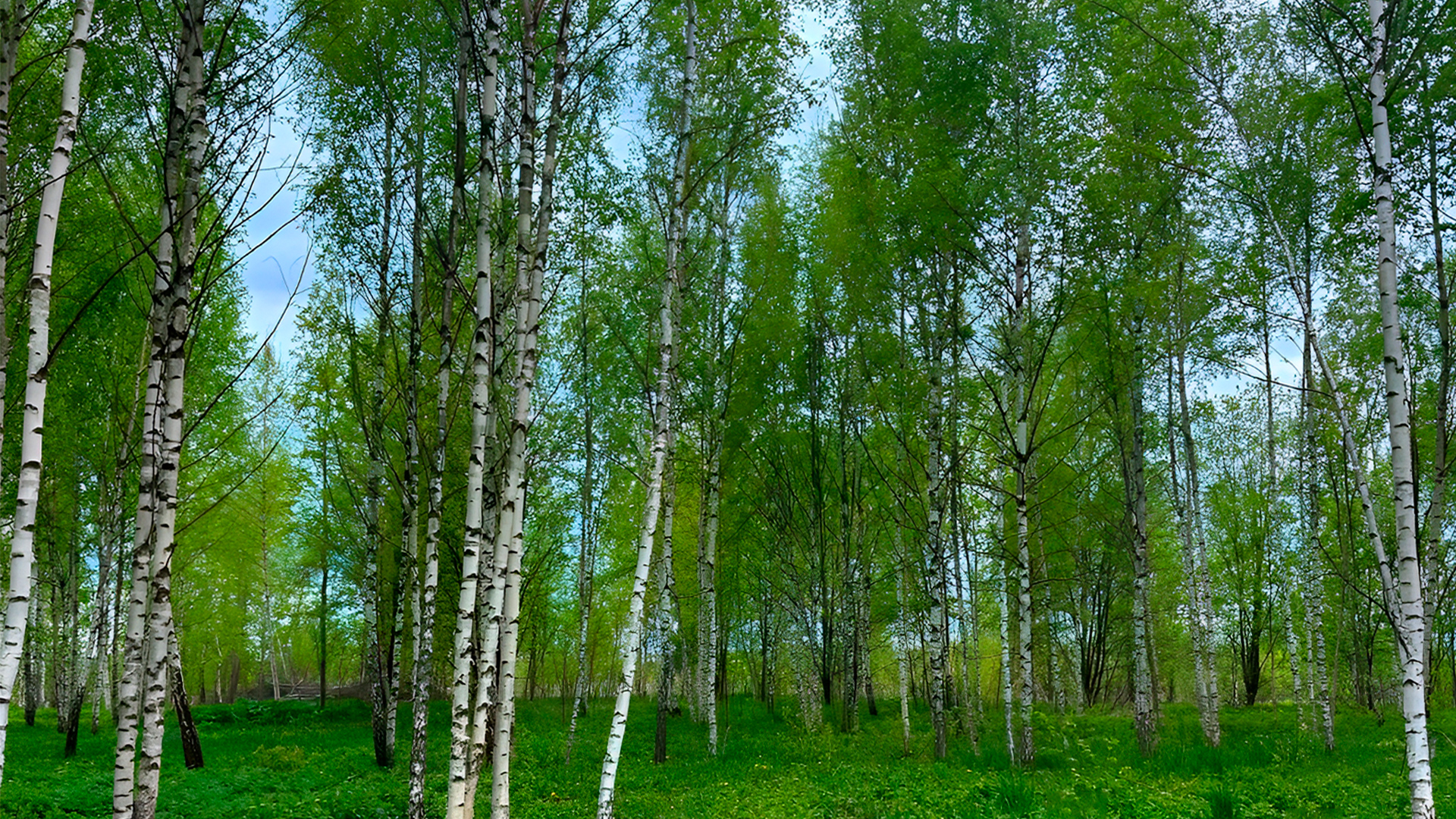 Участки с выходом в лес