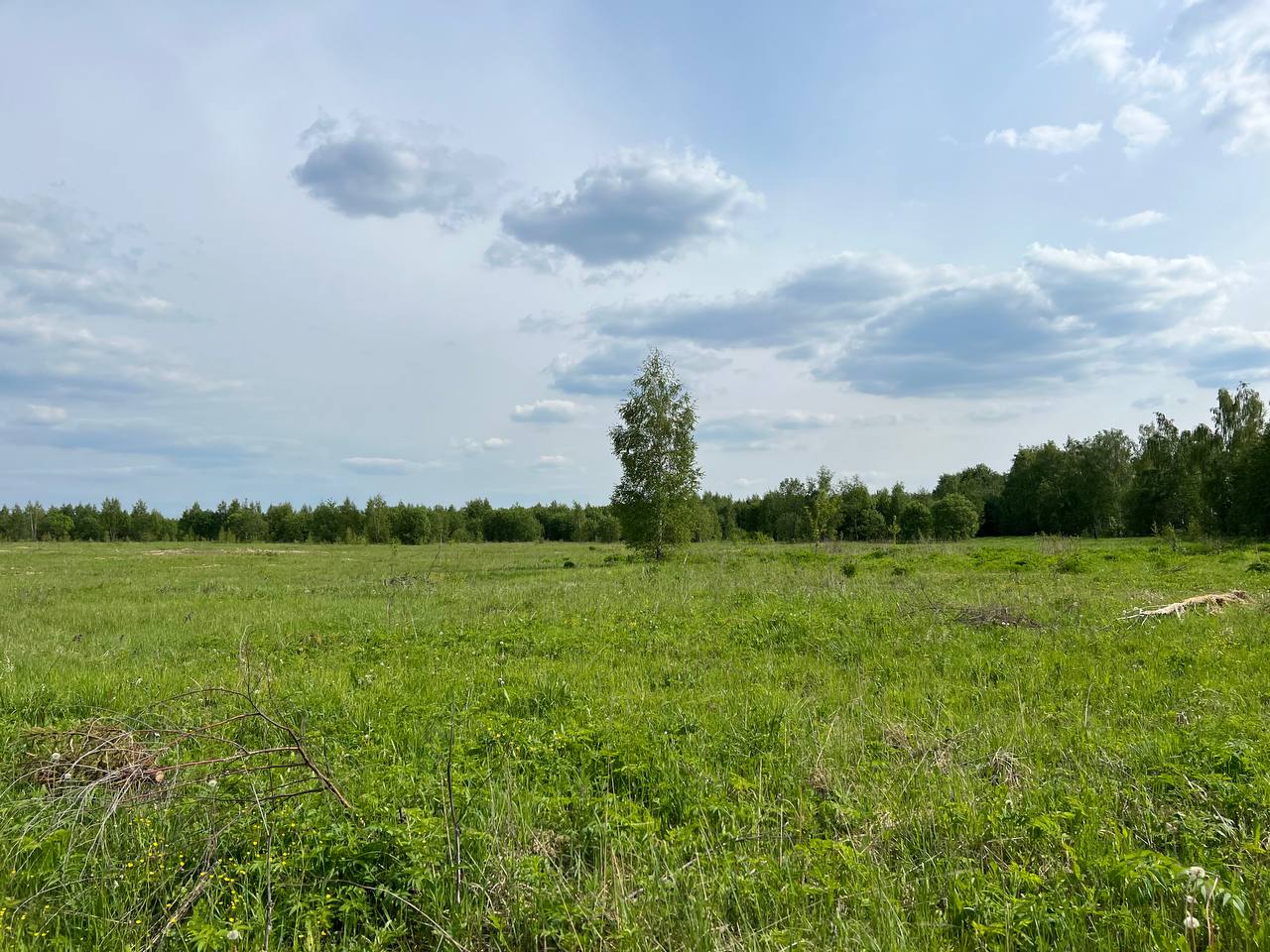 Лес у поселка