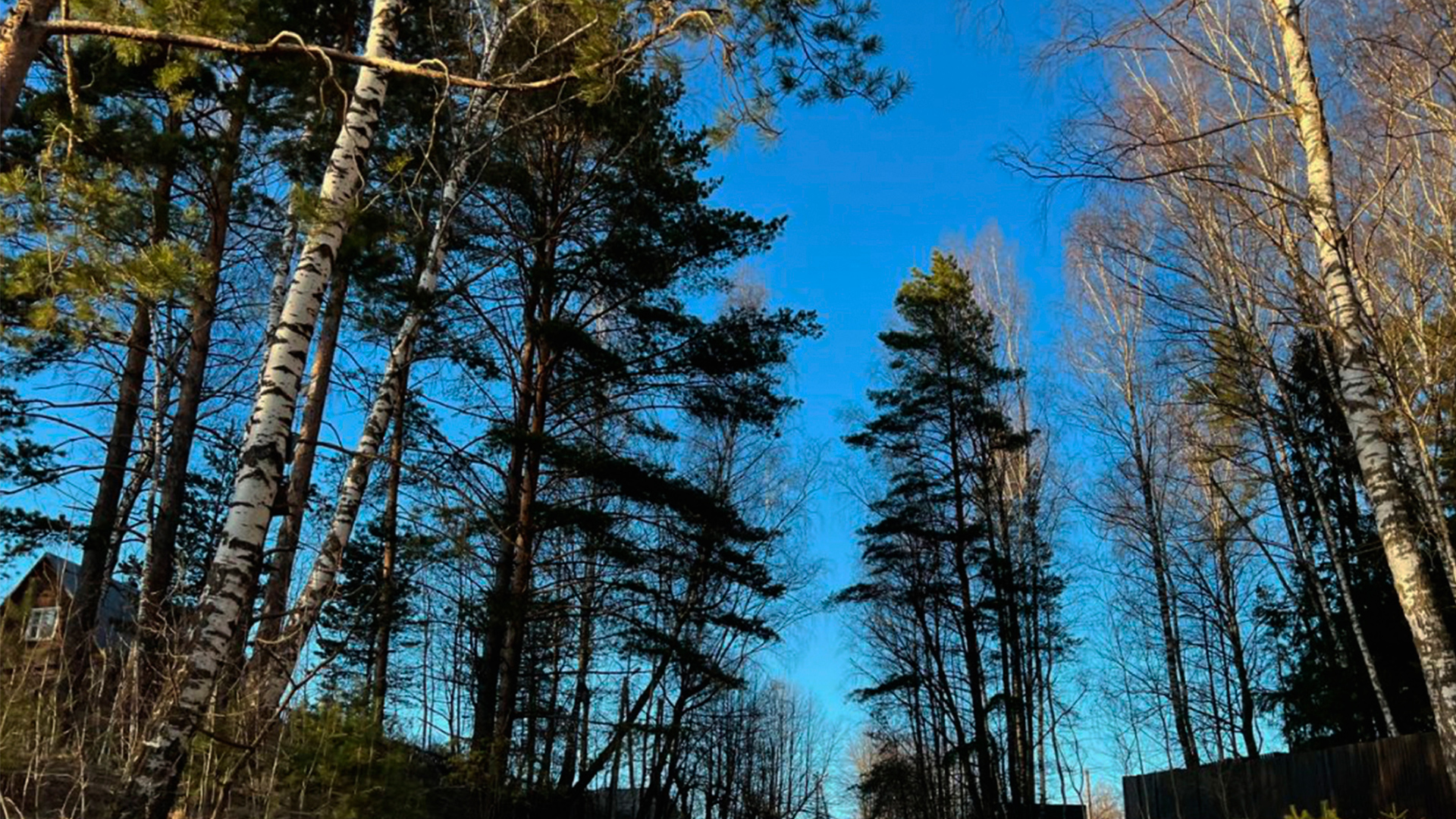 Поселок в окружении берез и сосен