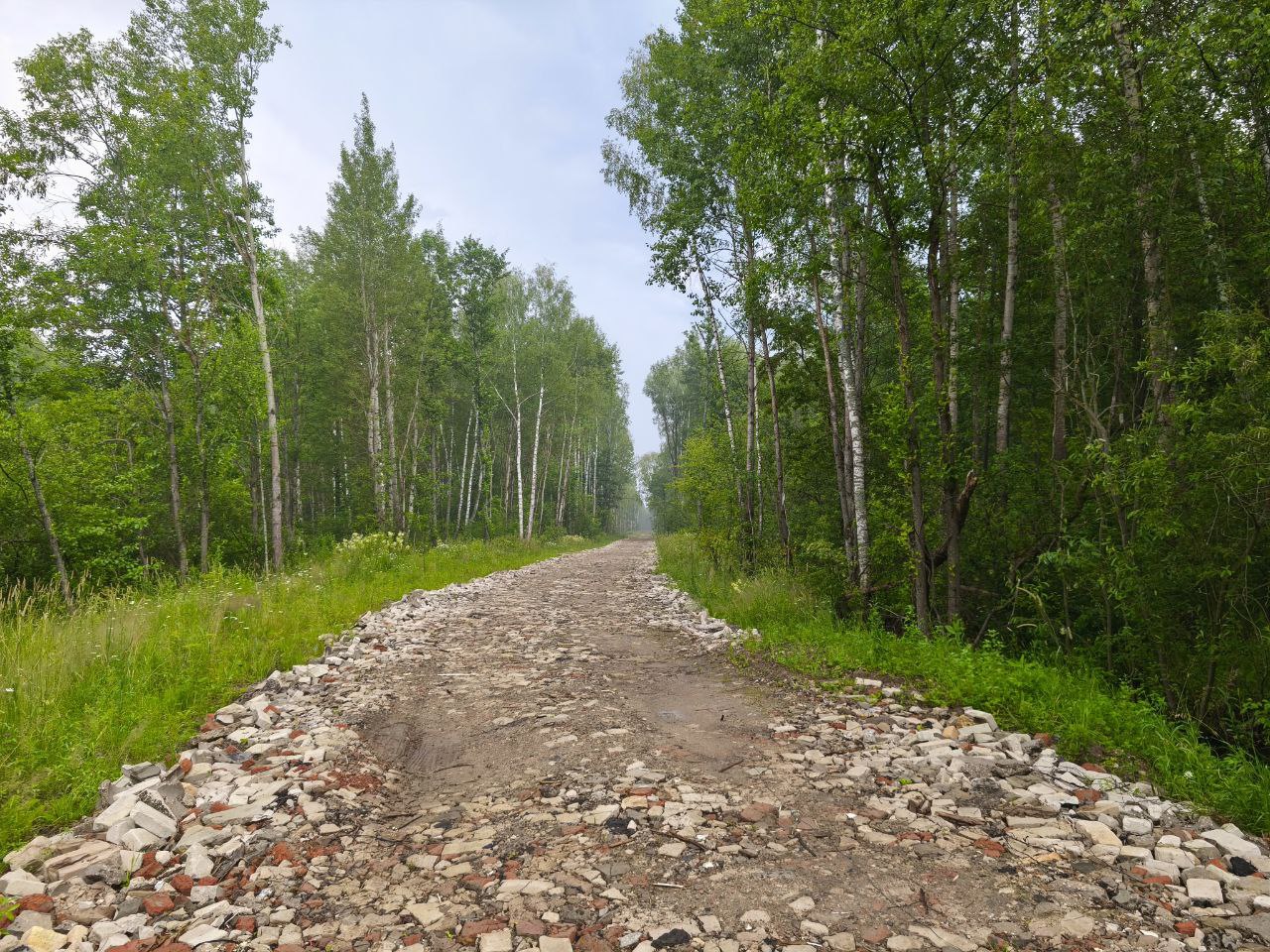 Грунтовая дорога в лесу