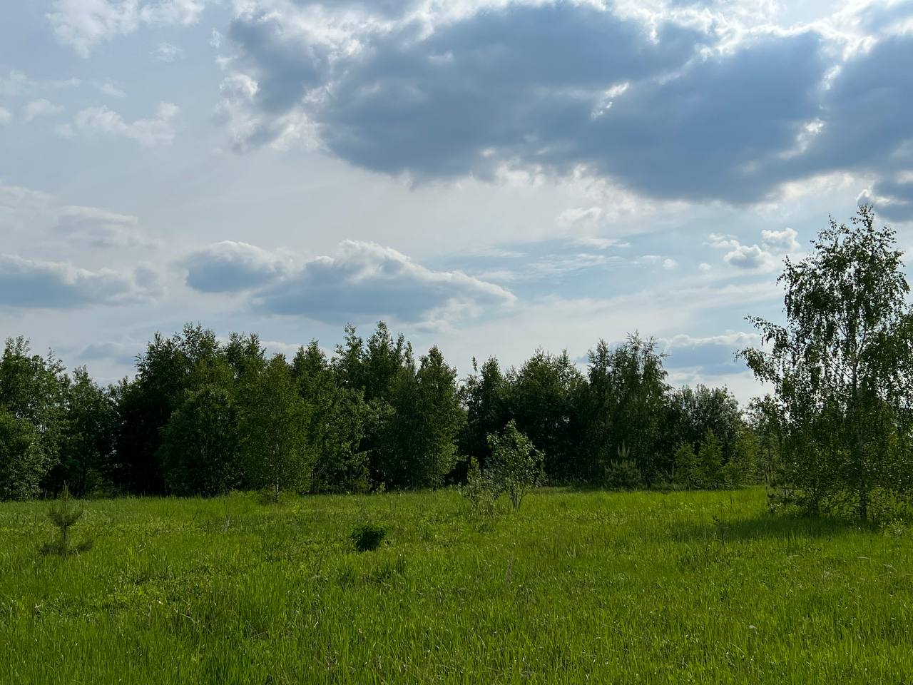 Лес у поселка