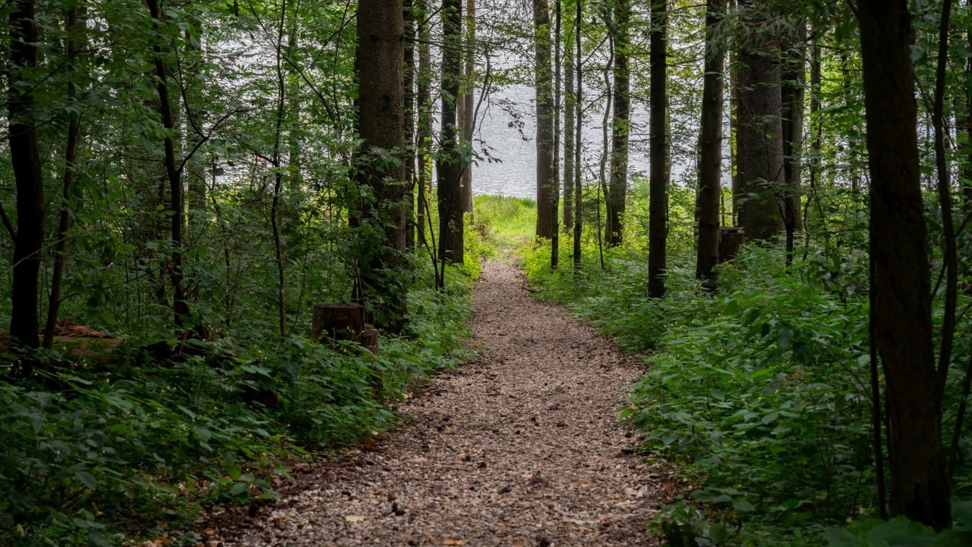 Прогулочная дорожка в лесу