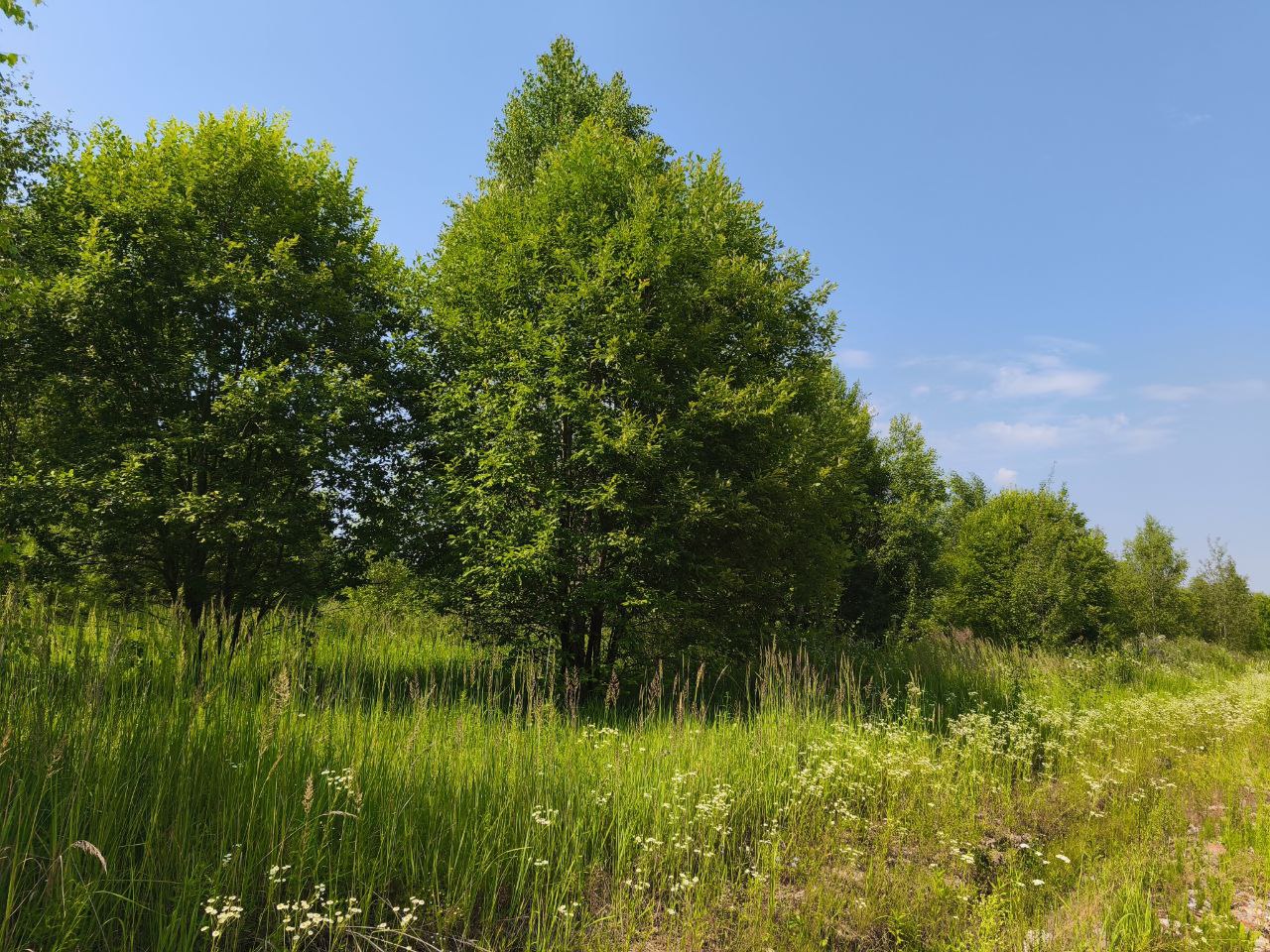 Лес у коттеджного поселка