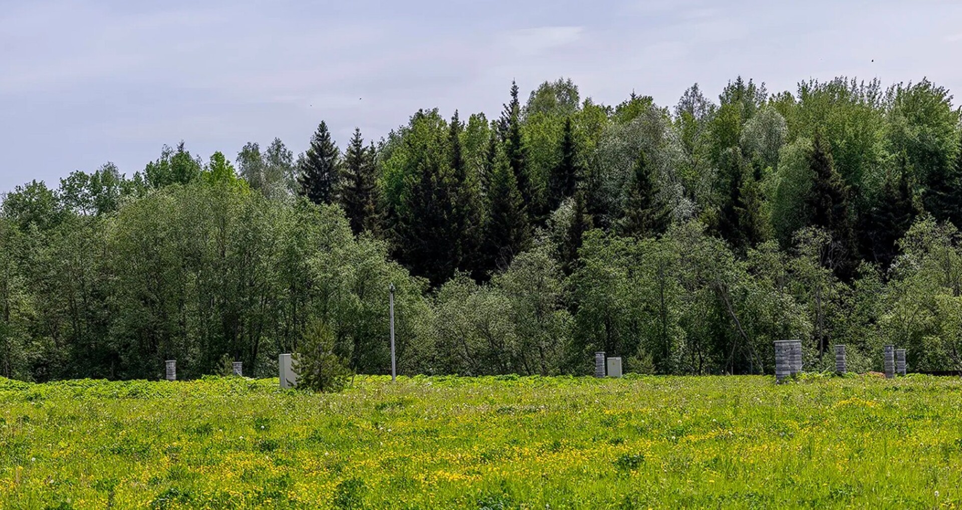 Лес у поселка