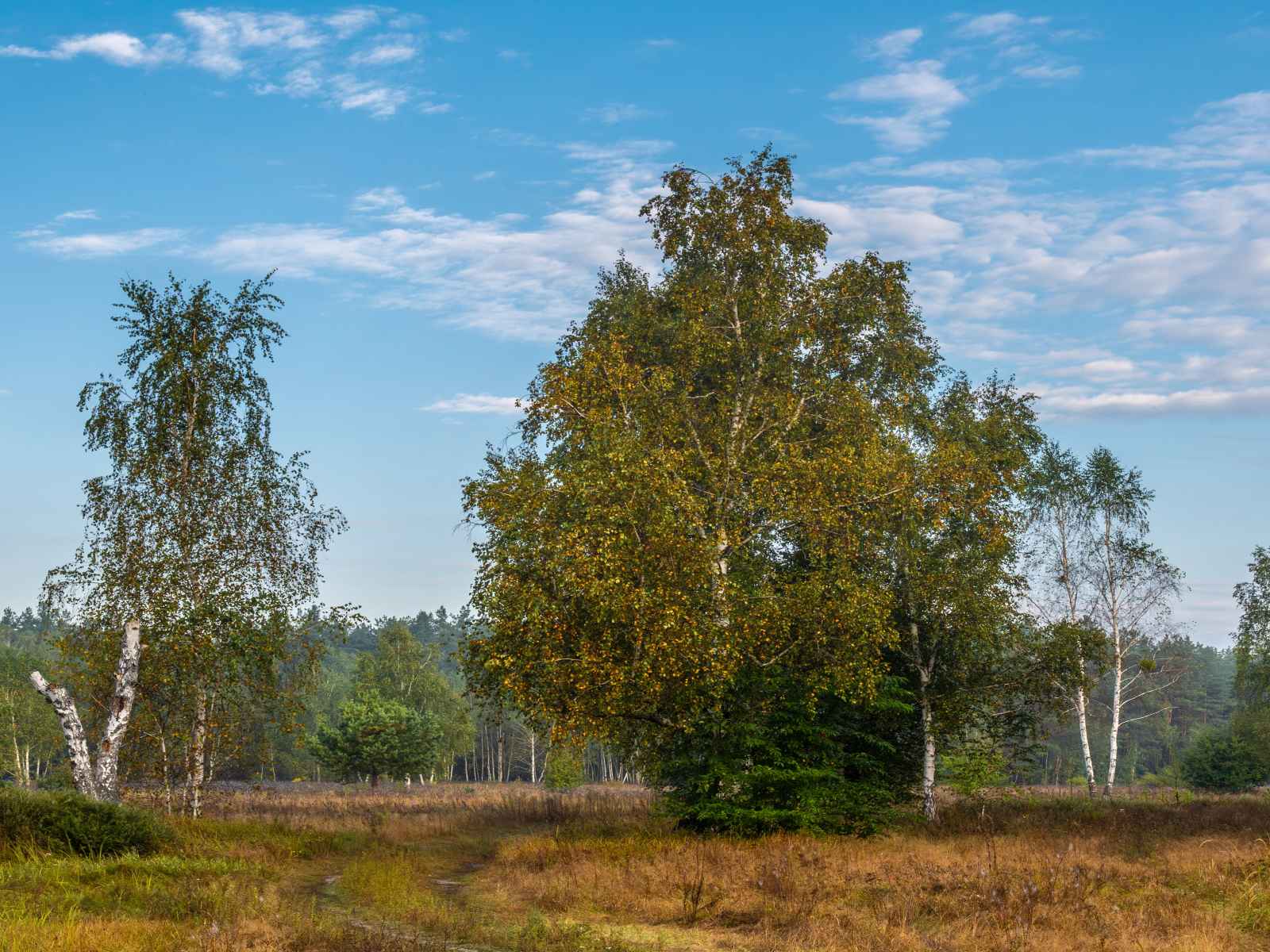Участок №103 в поселке «Lakeside Residence»