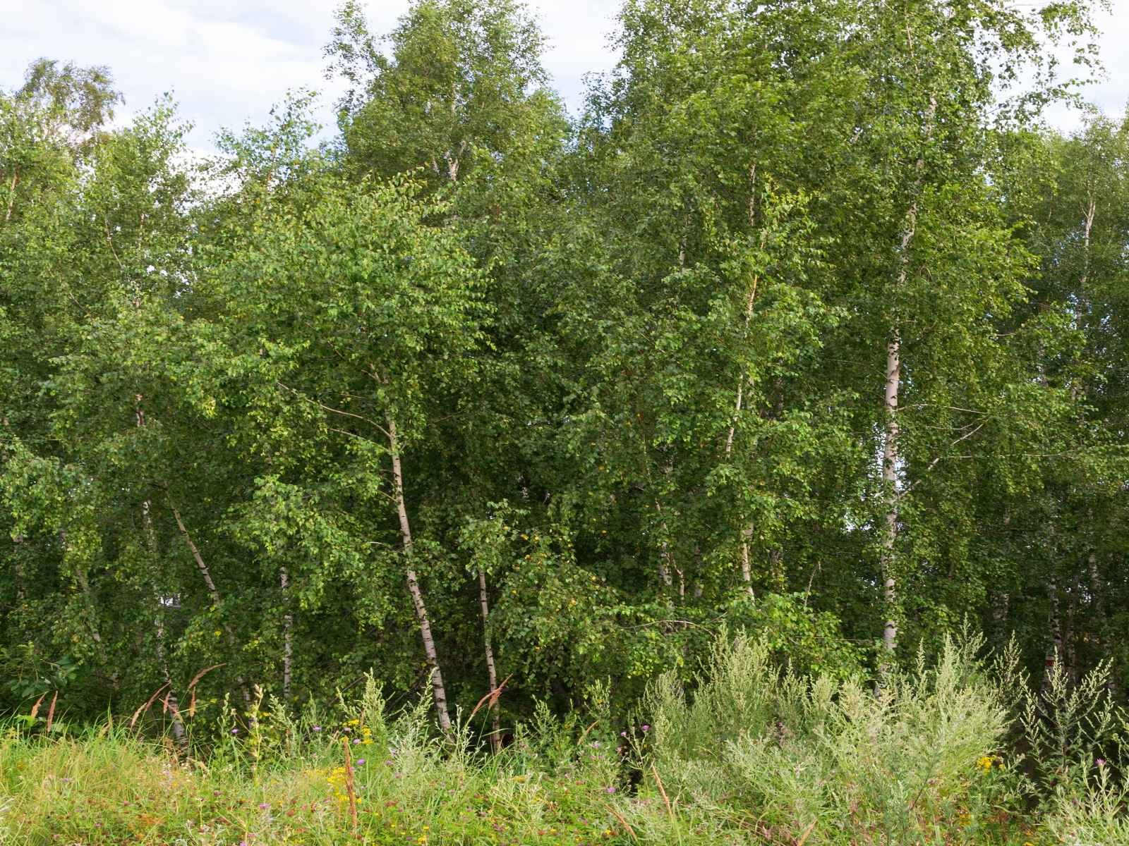 Участок №106 в поселке «Lakeside Residence»