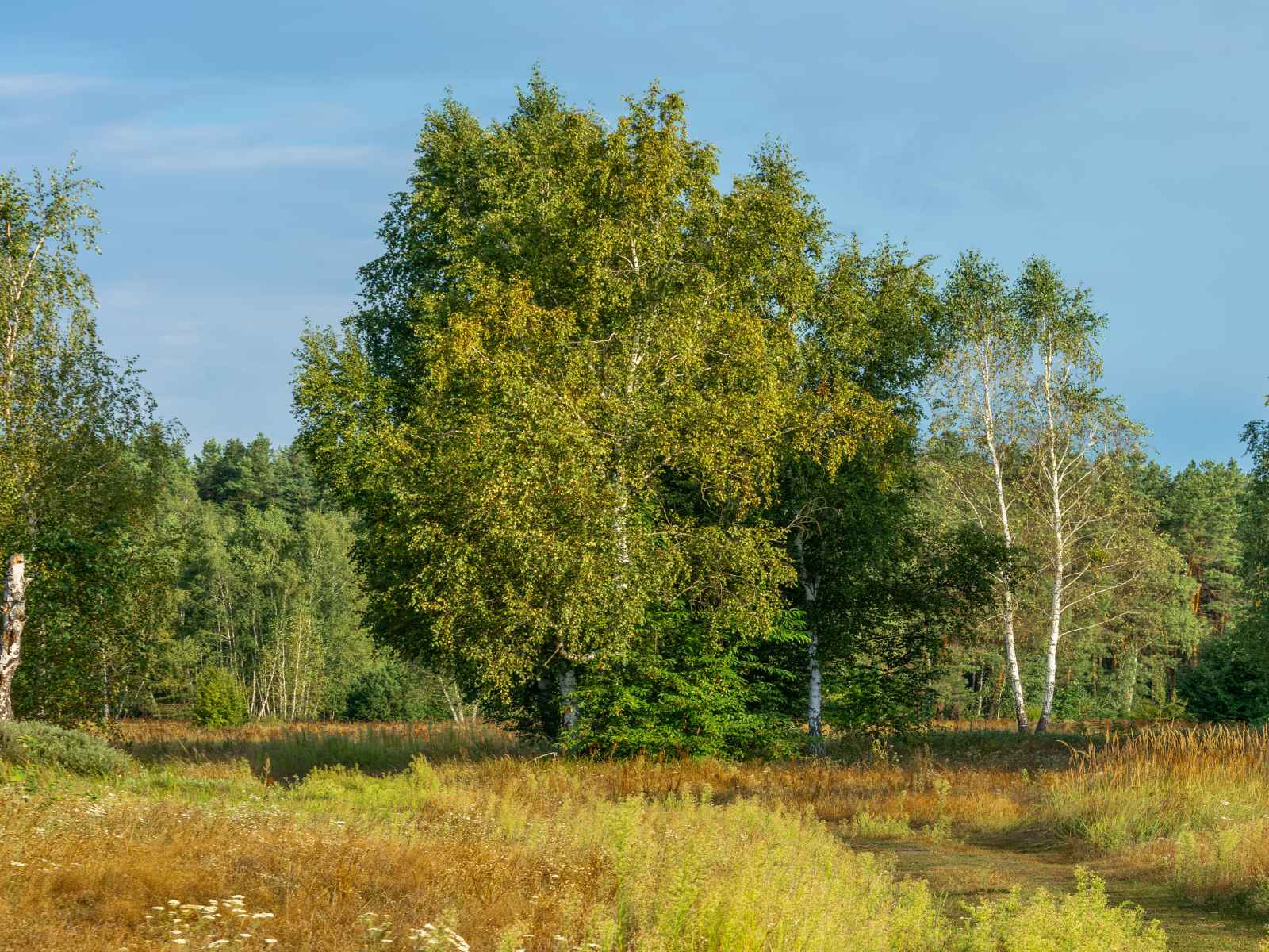 Участок №115 в поселке «Lakeside Residence»