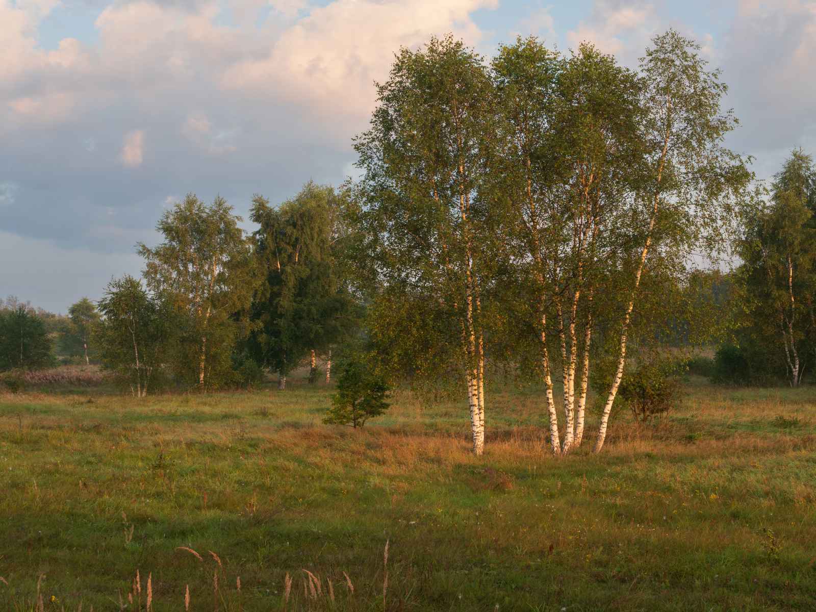 Участок №107 в поселке «Lakeside Residence»