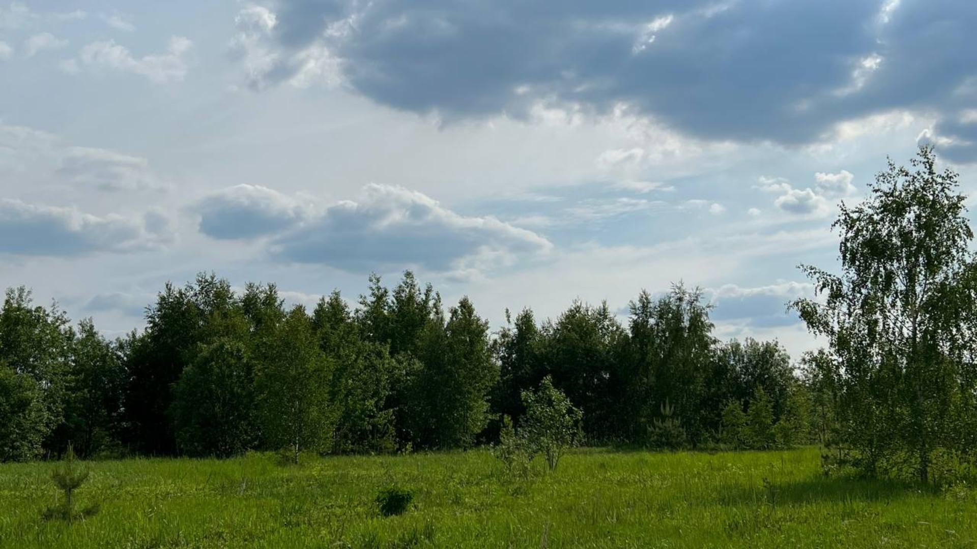 Лес у поселка