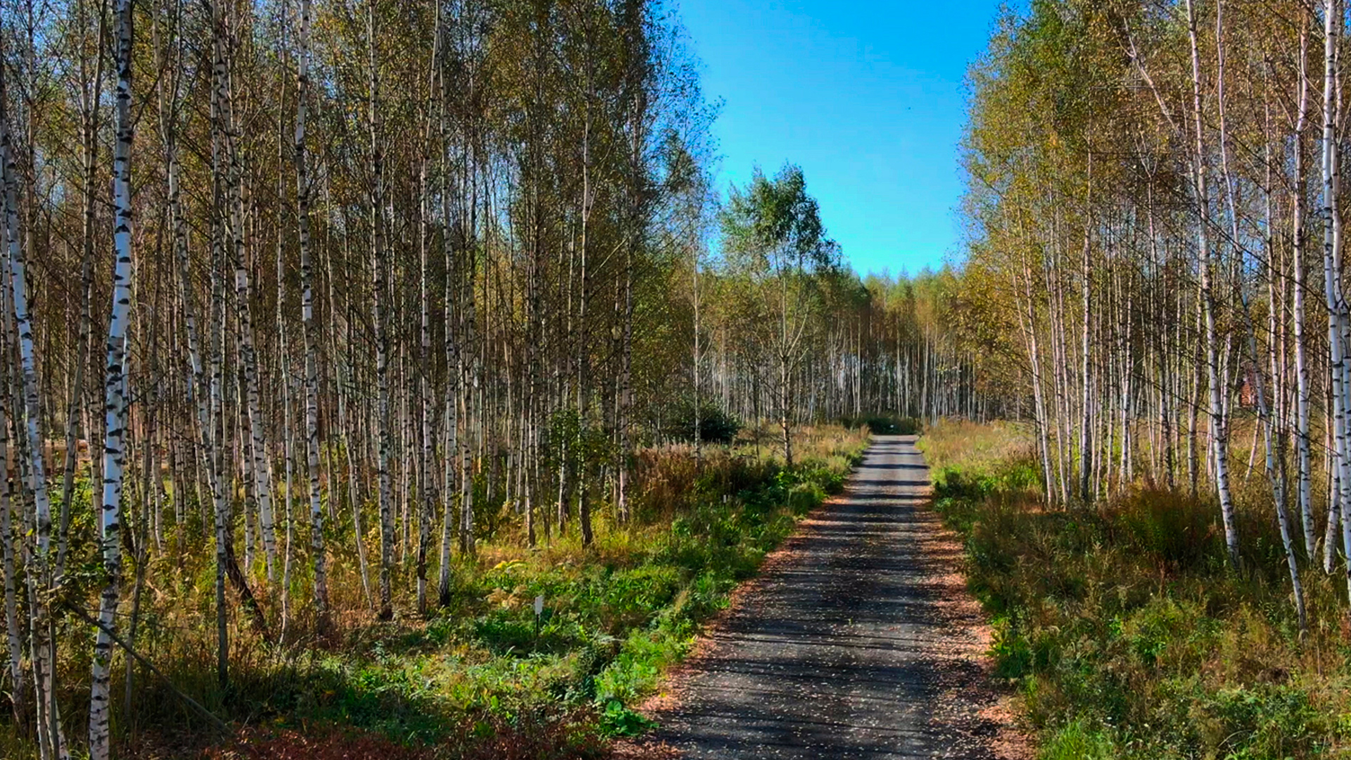 Дорога до участка