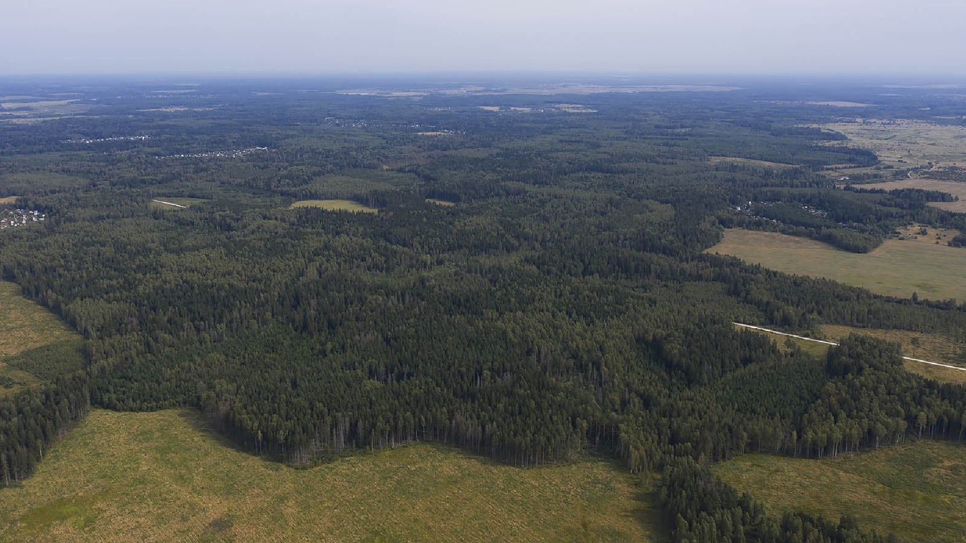 Лесной массив