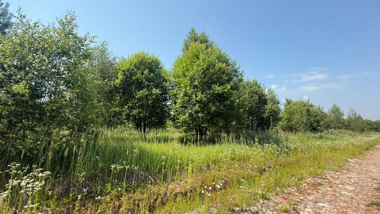 Лес вдоль дороги в поселке