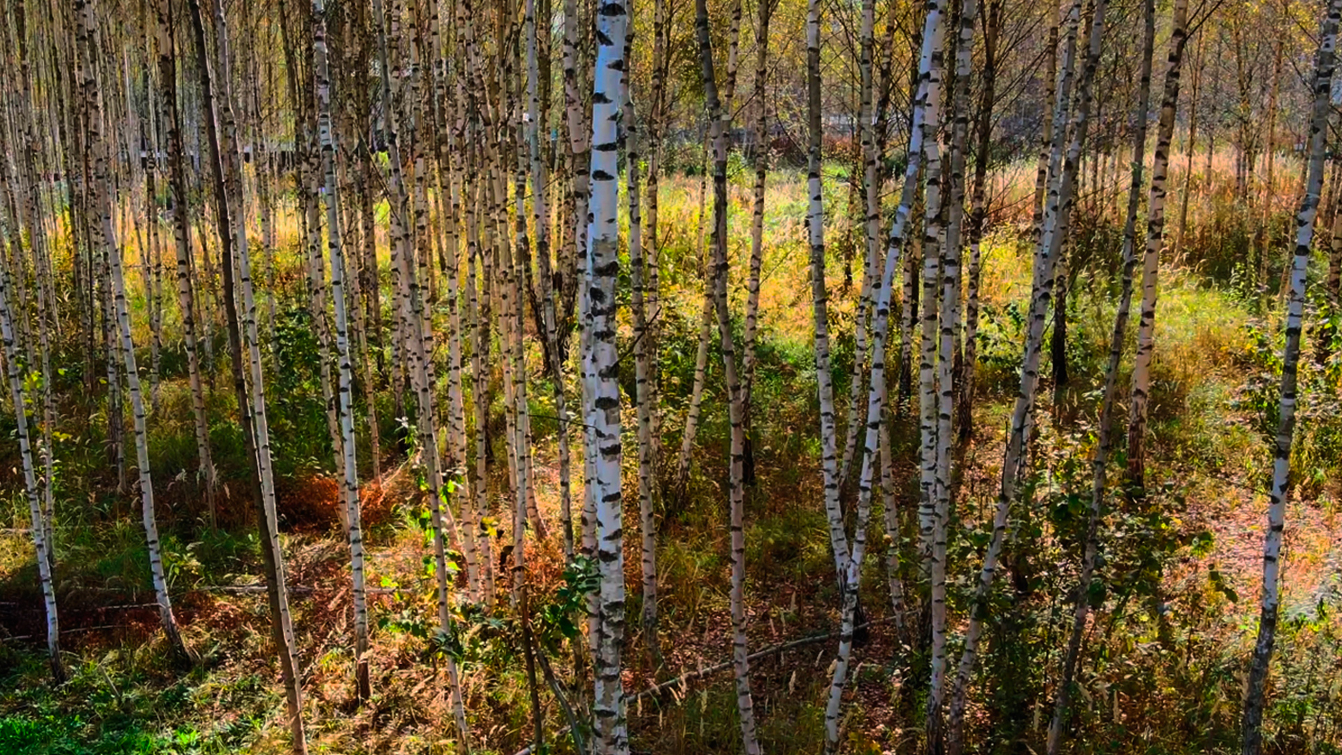 Участки с выходом в лес