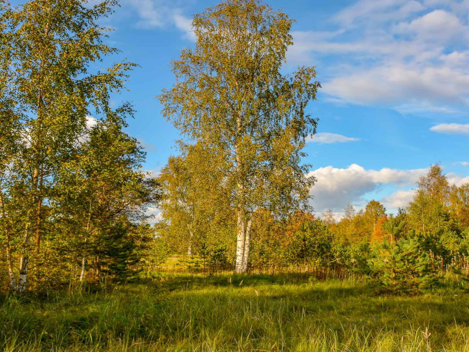 Участок №299 в посёлке «Bayside Residence»
