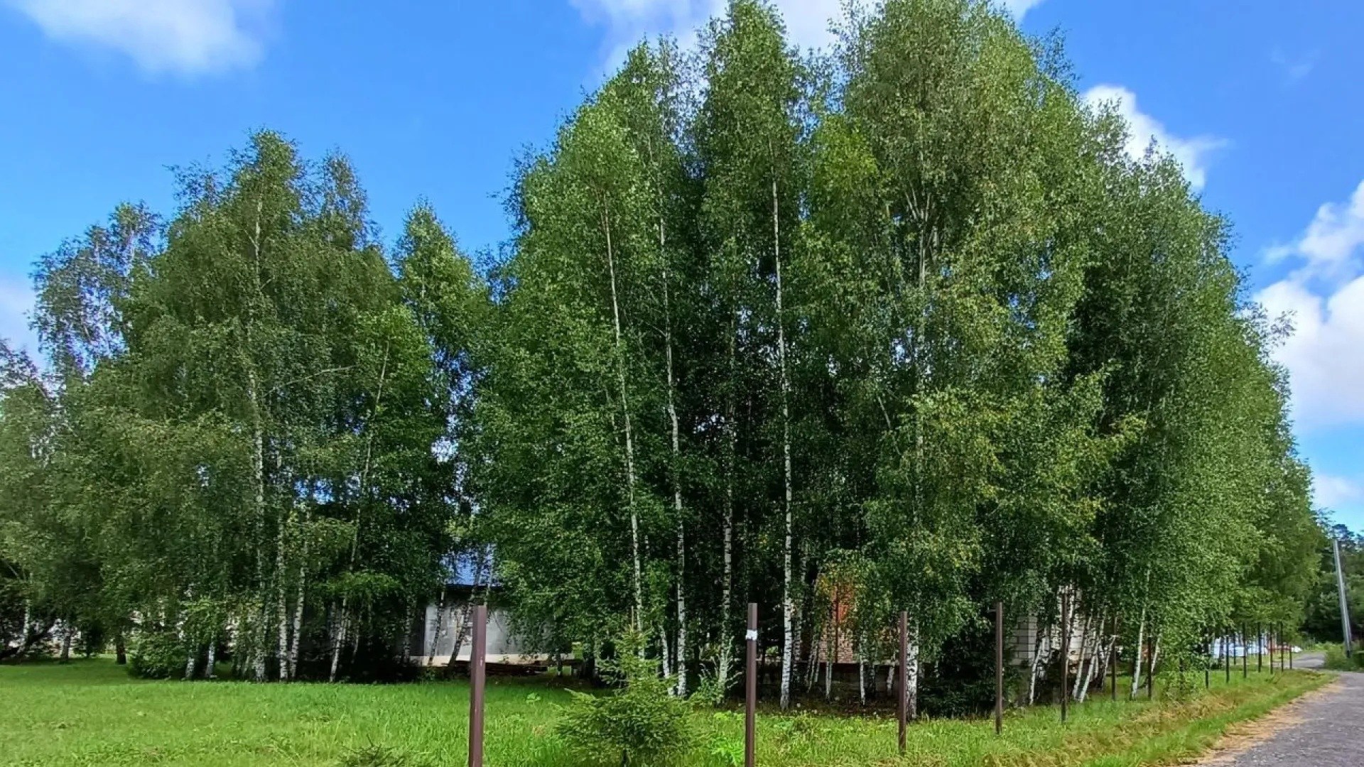 Березы