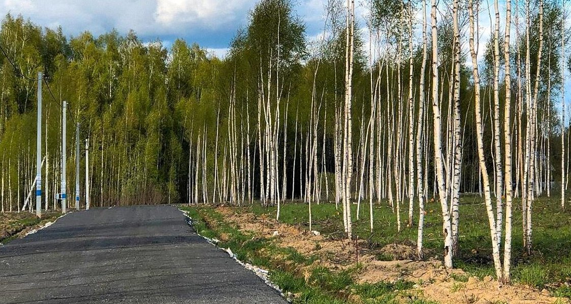 Асфальтированная дорога сквозь березовую рощу