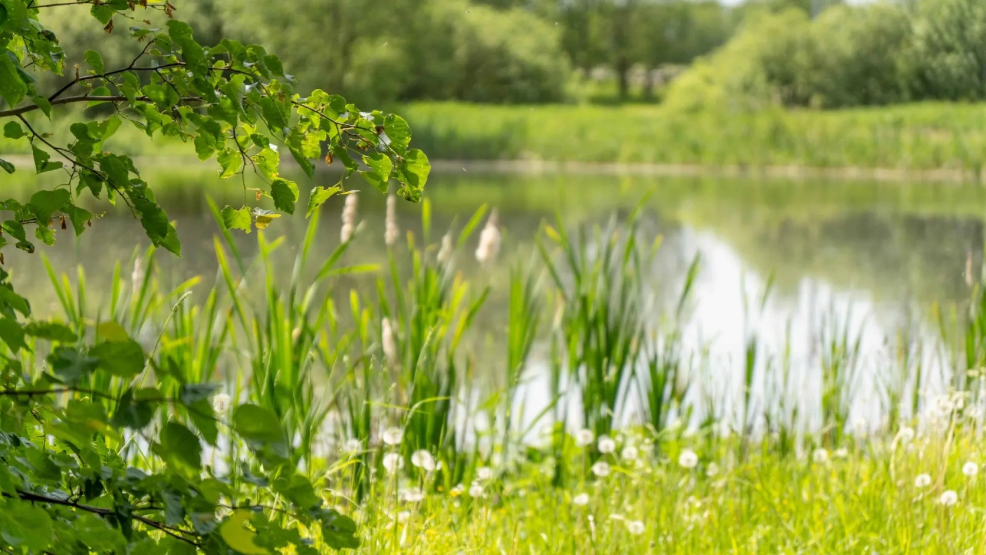 Река Горенка