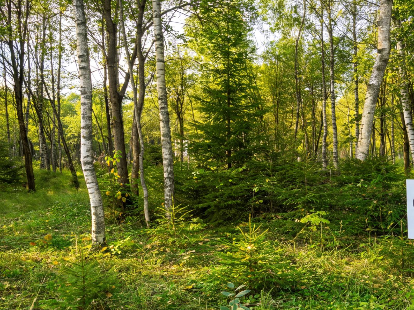 Участок №6 в посёлке «Highwood Residence»