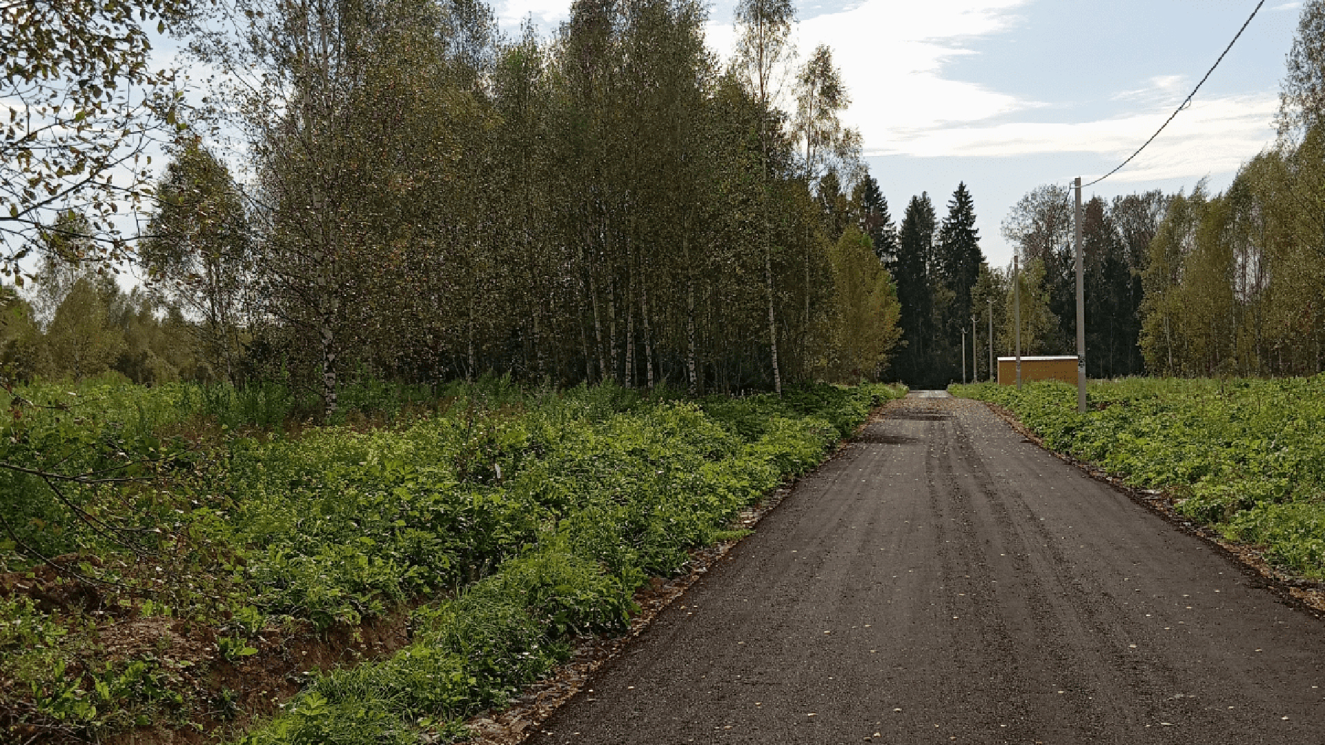 Дорога в лес