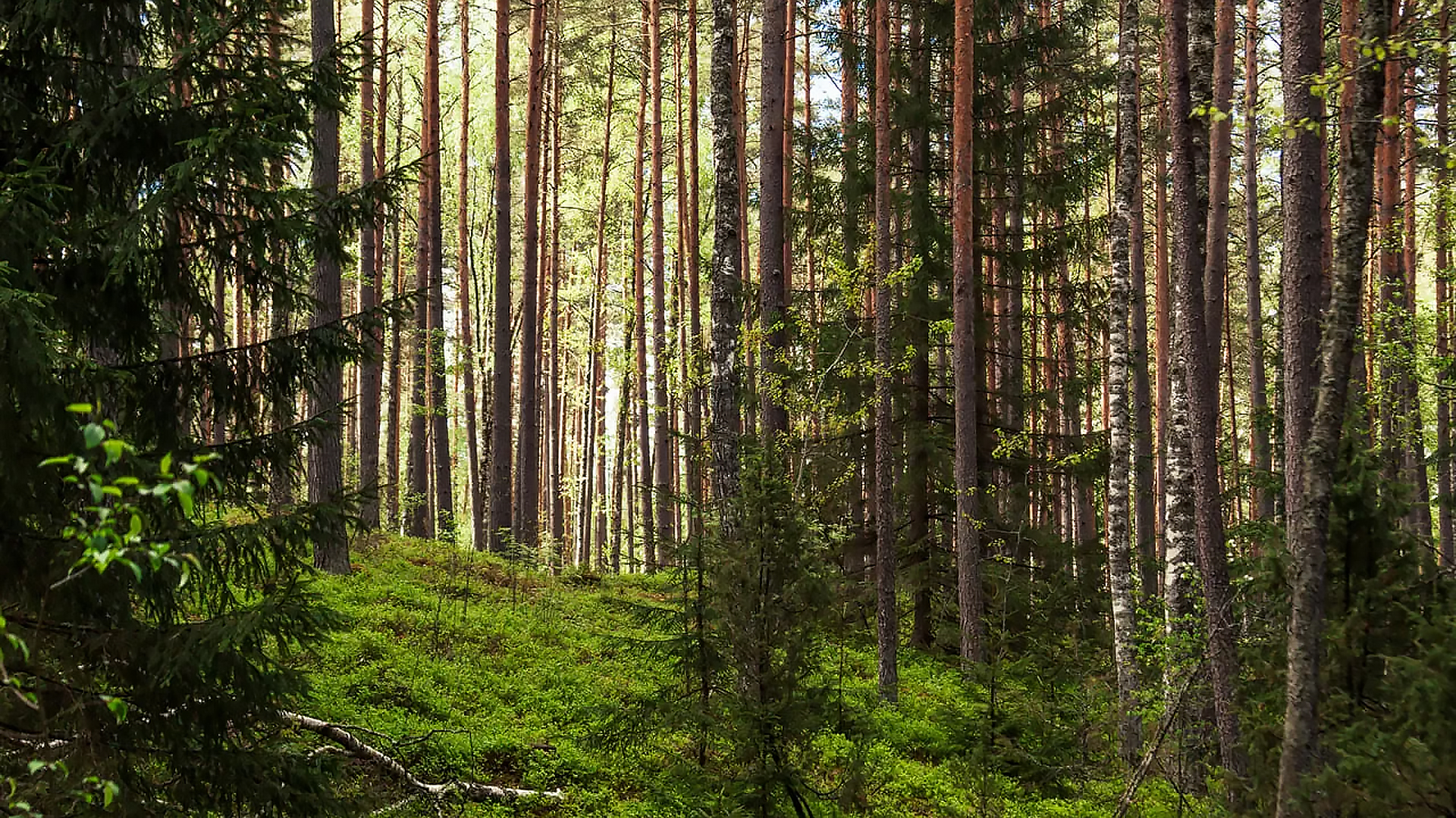 Реликтовый лес