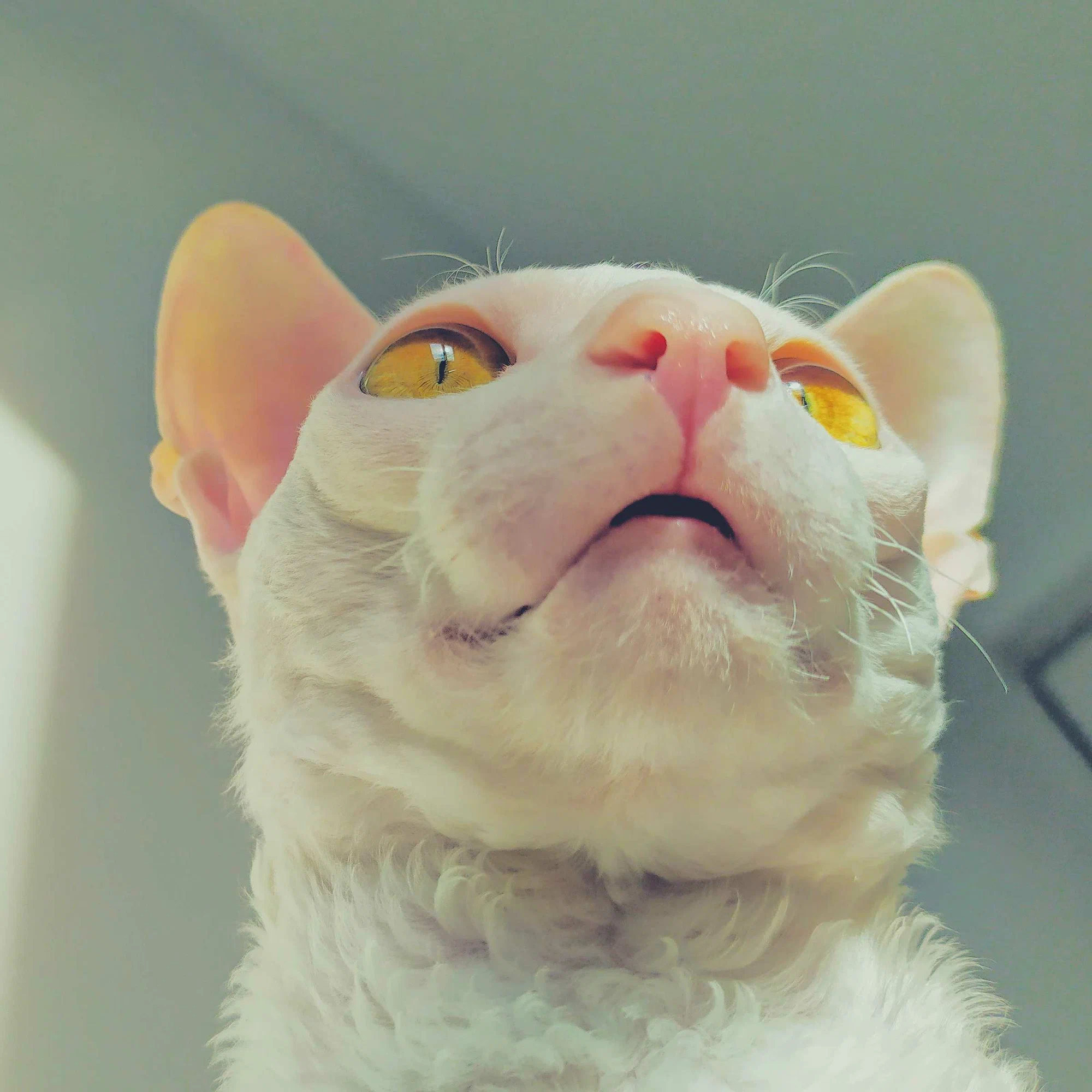 Viktor
