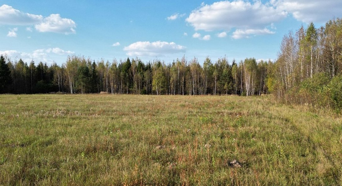 Опушка леса рядом с полем
