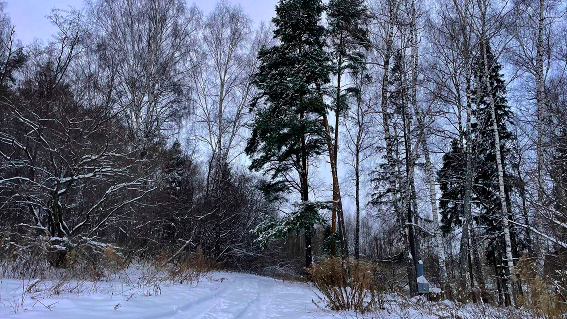 Газ по границе участка