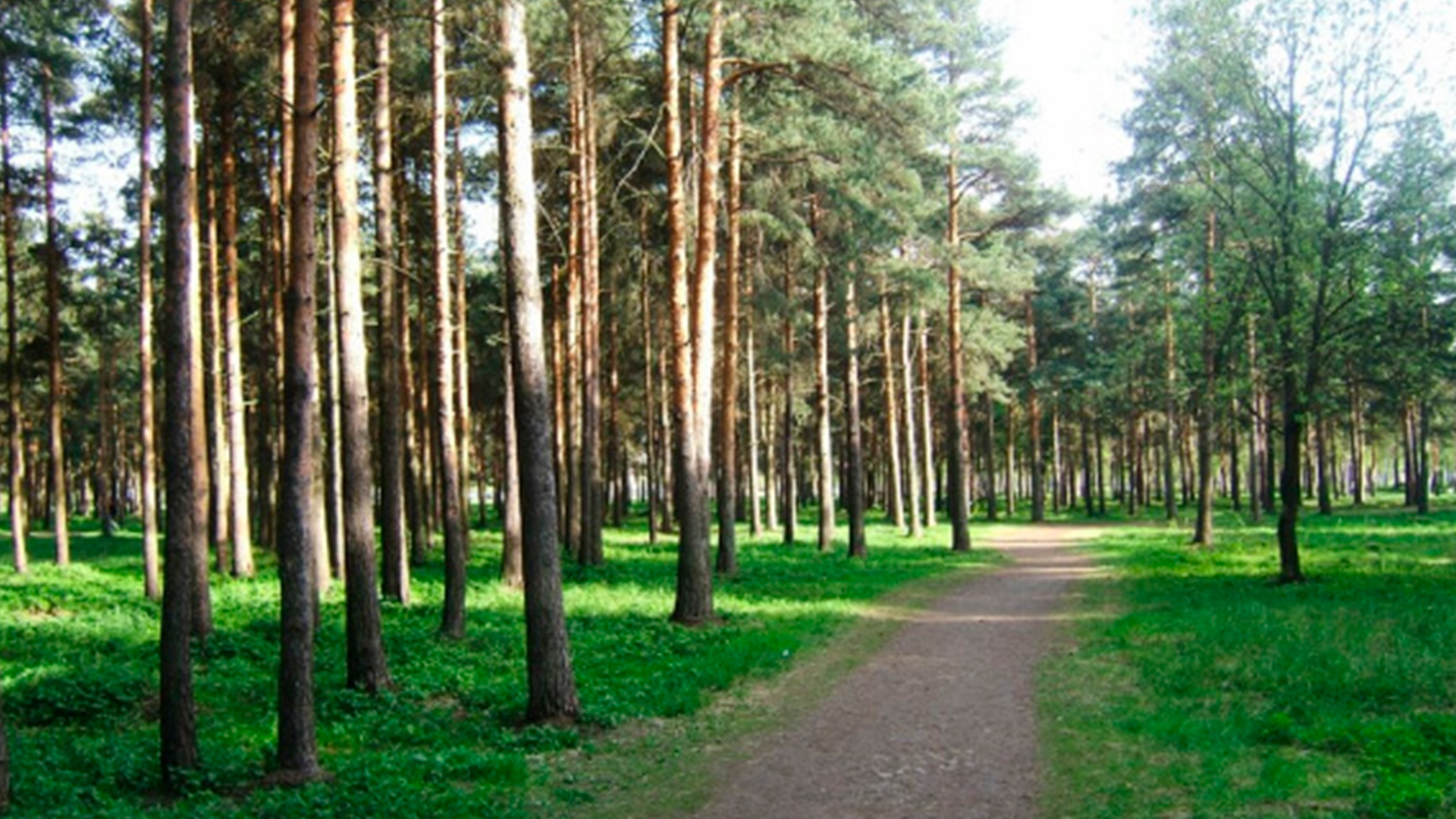 Лесопарковая зона