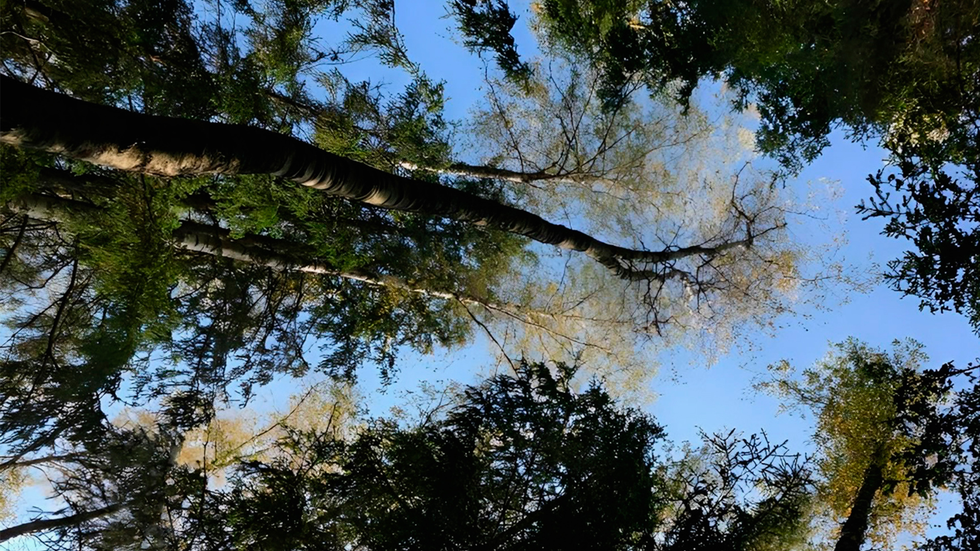 Участки с выходом в лес