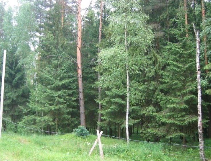 Ограждение вдоль лесной границы